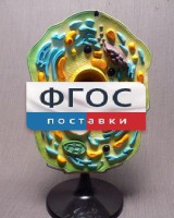 Модель "Клетка растения" - fgospostavki.ru - Смоленск