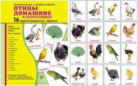 Демонстрационные карточки "Птицы домашние и декоративные" - fgospostavki.ru - Смоленск
