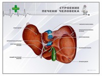 Стенд "Строение печени человека" - fgospostavki.ru - Смоленск
