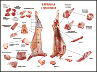 Таблица "Правила разделки мясных туш. Баранина и ягнятина" (100х140 сантиметров, винил) - fgospostavki.ru - Смоленск