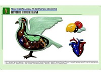 Рельефная таблица "Внутреннее строение голубя" (формат А1, матовое ламинирование) - fgospostavki.ru - Смоленск