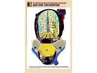Рельефная таблица "Долька печени. Макро-микростроение" (формат А1, матовое ламинирование) - fgospostavki.ru - Смоленск
