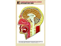 Рельефная таблица "Сагиттальный разрез головы" (формат А1, матовое ламинирование) - fgospostavki.ru - Смоленск