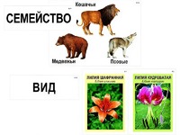 Модель-аппликация "Классификация растений и животных" (ламинированная) - fgospostavki.ru - Смоленск