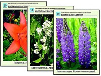 Гербарий фотографический "Основные группы растений" - fgospostavki.ru - Смоленск