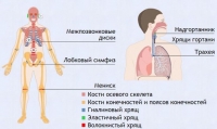 Интерактивные курсы. Биология 9 класс. Базовый. - fgospostavki.ru - Смоленск