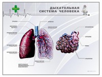 Стенд "Дыхательная система человека" - fgospostavki.ru - Смоленск