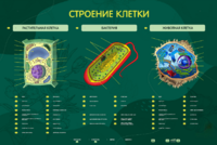 Электрифицированный стенд "Строение клетки" с маркерными полями - fgospostavki.ru - Смоленск