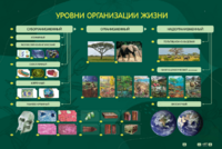 Электрифицированный стенд "Уровни организации жизни" - fgospostavki.ru - Смоленск