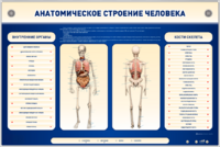 Электрифицированный стенд-тренажер c макетом скелета "Анатомическое строение человека" - fgospostavki.ru - Смоленск