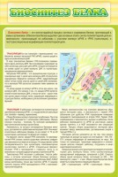 Стенд "Биосинтез белка" - fgospostavki.ru - Смоленск