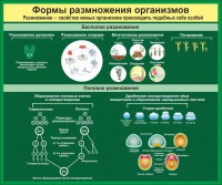 Стенд "Формы размножения организмов" - fgospostavki.ru - Смоленск