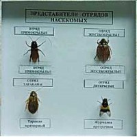 Коллекция энтомологическая "Представители отряда насекомых" - fgospostavki.ru - Смоленск