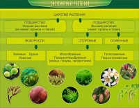 Стенд "Систематика растений" - fgospostavki.ru - Смоленск