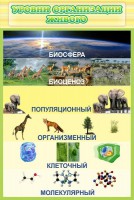 Стенд "Уровни организации живого" - fgospostavki.ru - Смоленск