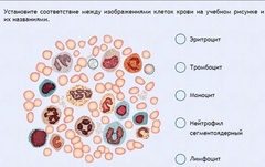 Интерактивные курсы. Биология 11 класс. Расширенный. - fgospostavki.ru - Смоленск