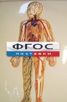 Модель барельефная "Кровеносная система человека" - fgospostavki.ru - Смоленск