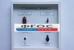 Коллекция "Семейство жуков" - fgospostavki.ru - Смоленск
