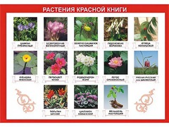 Таблица демонстрационная "Растения Красной книги" (винил 70*100) - fgospostavki.ru - Смоленск
