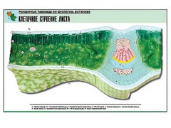 Рельефная таблица "Клеточное строение листа" (формат А1, матовое ламинирование) - fgospostavki.ru - Смоленск