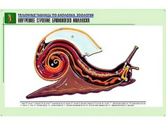 Рельефная таблица "Внутреннее строение брюхоногого моллюска" (формат А1, матовое ламинирование) - fgospostavki.ru - Смоленск