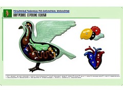 Рельефная таблица "Внутреннее строение голубя" (формат А1, матовое ламинирование) - fgospostavki.ru - Смоленск