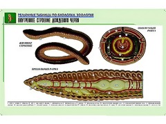 Рельефная таблица "Внутреннее строение дождевого червя" (формат А1, матовое ламинирование) - fgospostavki.ru - Смоленск