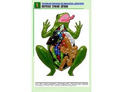 Рельефная таблица "Внутреннее строение лягушки" (формат А1, матовое ламинирование) - fgospostavki.ru - Смоленск