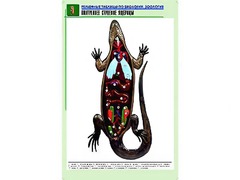 Рельефная таблица "Внутреннее строение ящерицы" (формат А1, матовое ламинирование) - fgospostavki.ru - Смоленск