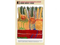 Рельефная таблица "Ворсинка кишечная с сосудом" (формат А1, матовое ламинирование) - fgospostavki.ru - Смоленск