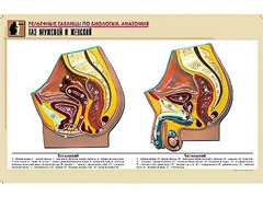 Рельефная таблица "Таз мужской и женский" (формат А1, матовое ламинирование) - fgospostavki.ru - Смоленск