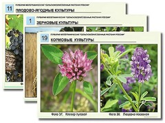 Гербарий фотографический "Сельскохозяйственные растения России" - fgospostavki.ru - Смоленск