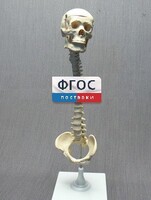 Модель "Позвоночник с черепом и тазом" - fgospostavki.ru - Смоленск