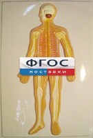 Модель барельефная "Нервная система человека" - fgospostavki.ru - Смоленск