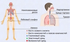Интерактивные курсы. Биология 9 класс. Базовый. - fgospostavki.ru - Смоленск