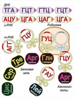 Модель-аппликация Биосинтез белка - fgospostavki.ru - Смоленск