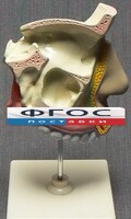 Модель "Разрез носоглотки" - fgospostavki.ru - Смоленск