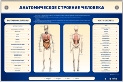 Электрифицированный стенд-тренажер c макетом скелета "Анатомическое строение человека" - fgospostavki.ru - Смоленск