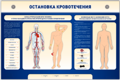 Электрифицированный стенд-тренажер "Остановка кровотечения" - fgospostavki.ru - Смоленск