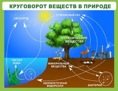 Стенд "Круговорот веществ" - fgospostavki.ru - Смоленск