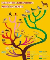 Стенд "Развитие животного мира на земле" - fgospostavki.ru - Смоленск