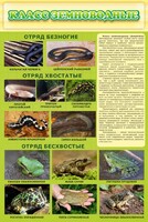 Стенд "Класс земноводные" - fgospostavki.ru - Смоленск
