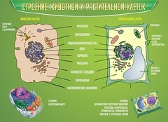 Стенд "Строение животной и растительной клеток" - fgospostavki.ru - Смоленск