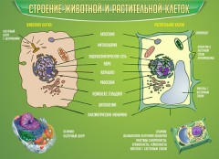  Биология - fgospostavki.ru - Смоленск