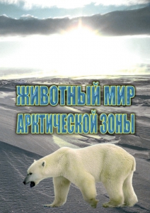 DVD "Животный мир Арктической зоны" - fgospostavki.ru - Смоленск