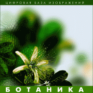 Ботаника. (Цифровая база изображений) - fgospostavki.ru - Смоленск