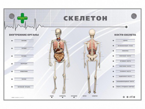 Электрифицированный стенд-тренажер "Скелетон" - fgospostavki.ru - Смоленск