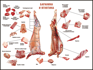 Таблица "Правила разделки мясных туш. Баранина и ягнятина" (100х140 сантиметров, винил) - fgospostavki.ru - Смоленск