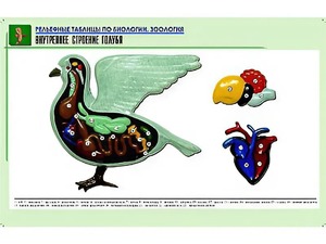 Рельефная таблица "Внутреннее строение голубя" (формат А1, матовое ламинирование) - fgospostavki.ru - Смоленск