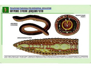 Рельефная таблица "Внутреннее строение дождевого червя" (формат А1, матовое ламинирование) - fgospostavki.ru - Смоленск